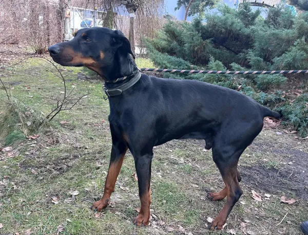 Pies do adopcji, Włocławek, 1 marca 2025 (3/4)