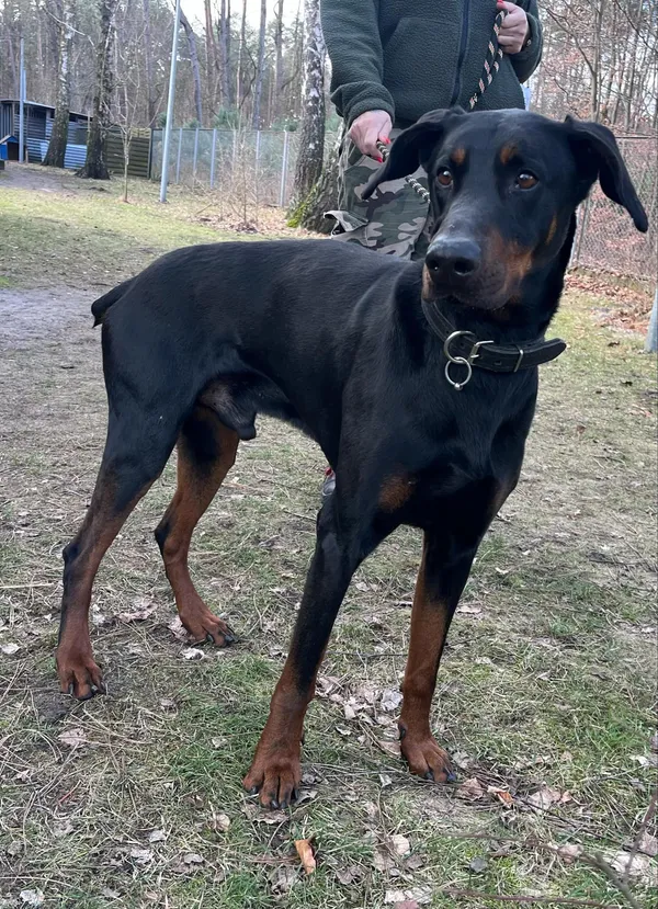 Pies do adopcji, Włocławek, 1 marca 2025 (4/4)