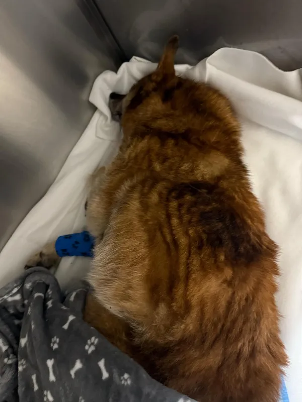 Pies do adopcji, Włocławek, 1 marca 2025