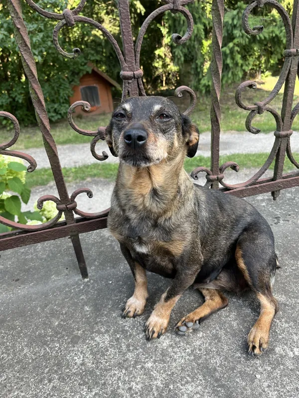 Zaginął pies, Łódź, 3 marca 2025