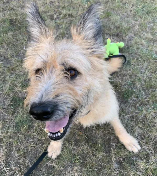 Pies do adopcji, Konin, 13 lipca 2024 (2/5)