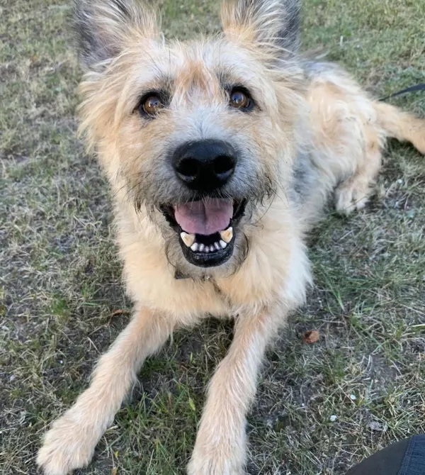 Pies do adopcji, Konin, 13 lipca 2024 (4/5)