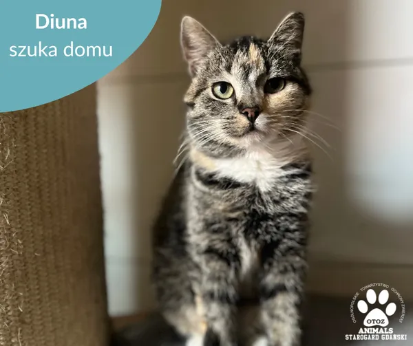 Kot do adopcji, Starogard Gdański, 3 marca 2025
