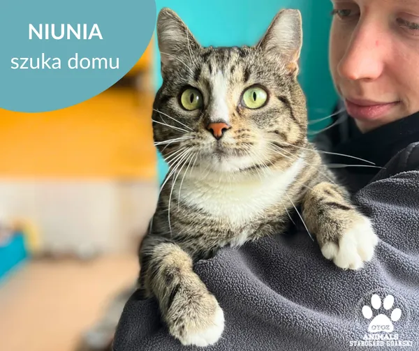 Kot do adopcji, Starogard Gdański, 3 marca 2025