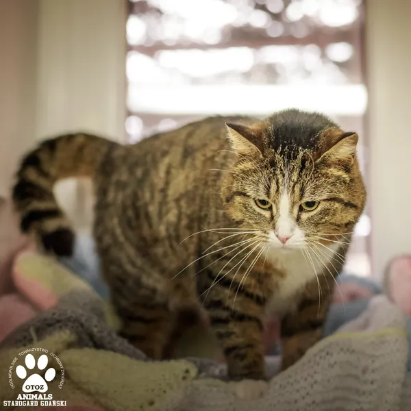 Kot do adopcji, Starogard Gdański, 3 marca 2025 (2/3)