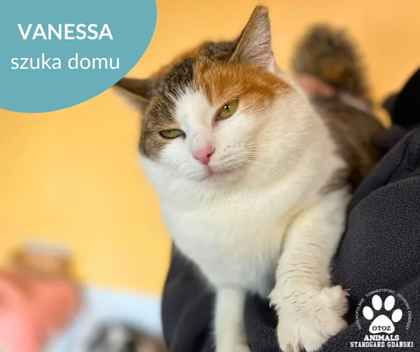 Kot do adopcji, Starogard Gdański, 3 marca 2025