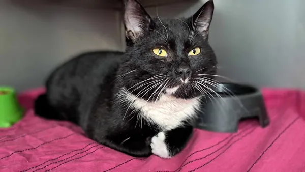 Kot do adopcji, Olsztyn, 15 lutego 2025