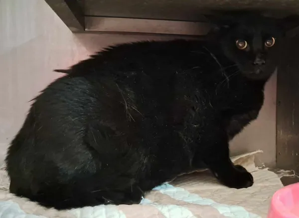 Kot do adopcji, Olsztyn, 21 stycznia 2025 (2/2)