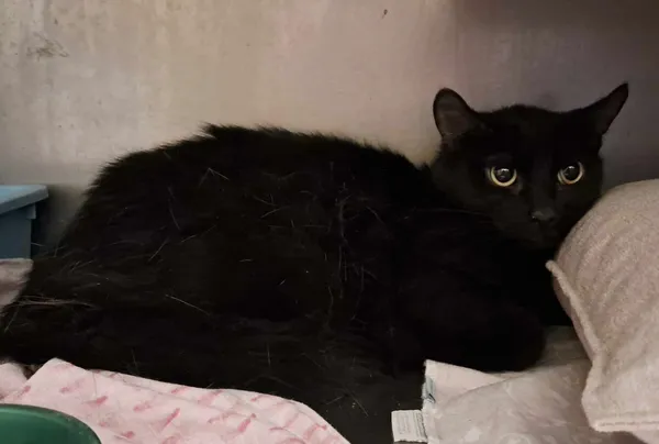 Kot do adopcji, Olsztyn, 21 stycznia 2025