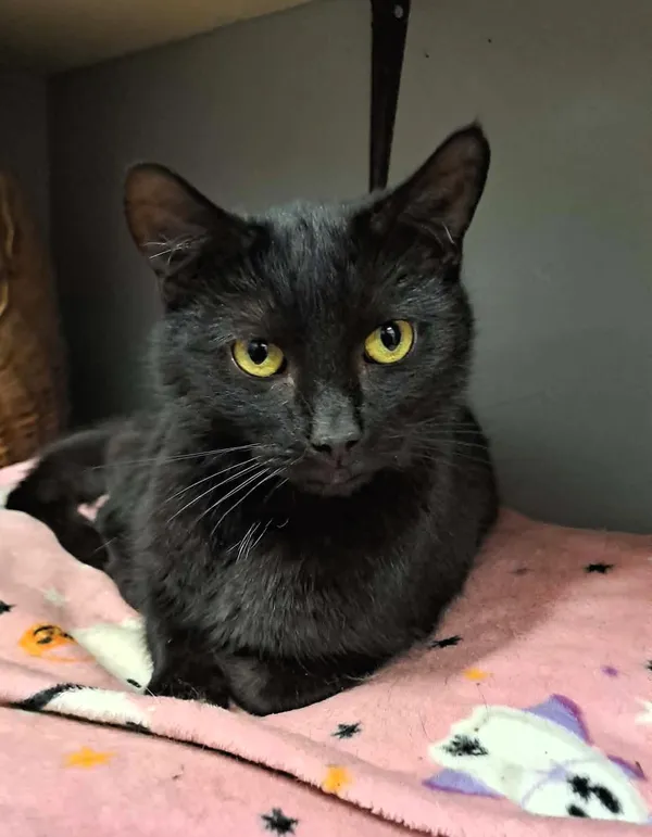 Kot do adopcji, Olsztyn, 21 stycznia 2025 (2/4)