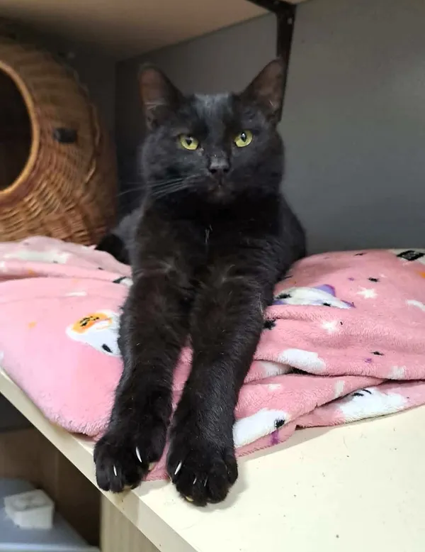 Kot do adopcji, Olsztyn, 21 stycznia 2025 (3/4)