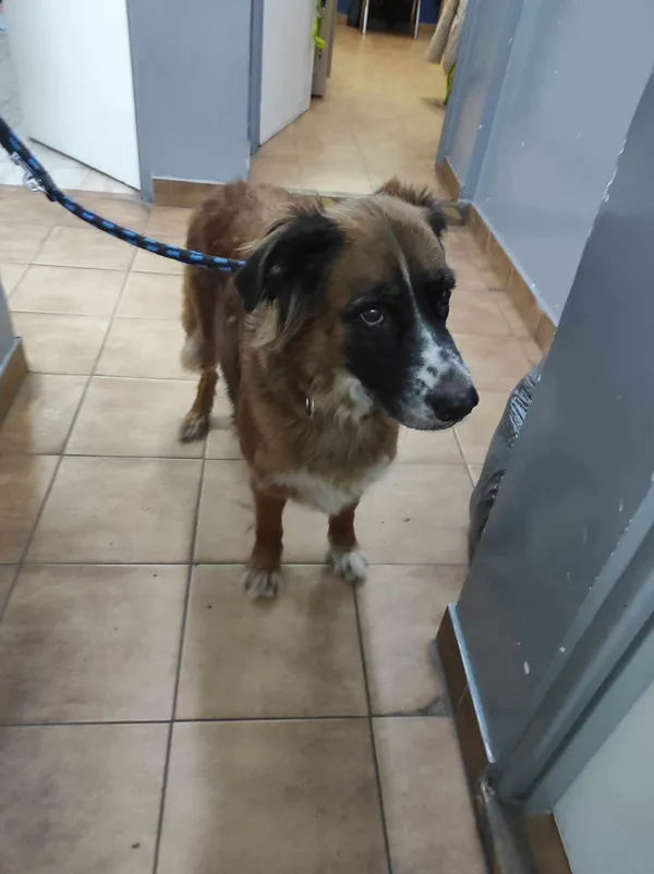 Znaleziono psa, Sosnowiec, 3 marca 2025