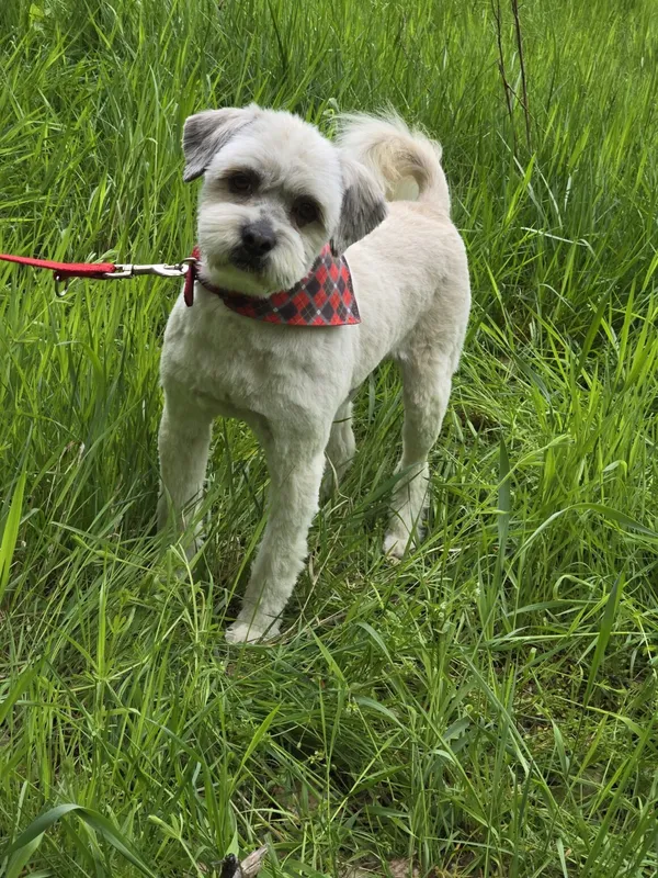 Pies do adopcji, Dłużyna Górna, 3 marca 2025 (1/5)