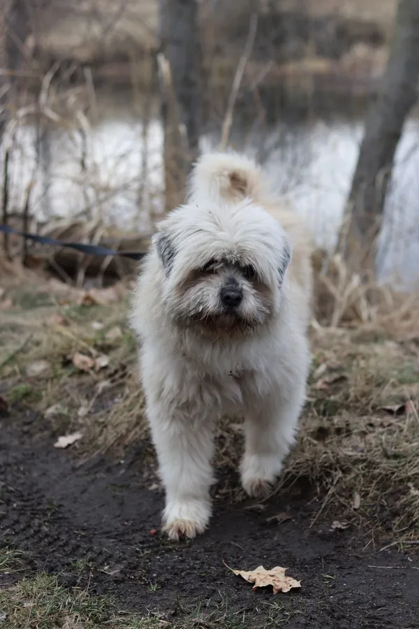 Pies do adopcji, Dłużyna Górna, 3 marca 2025 (2/5)