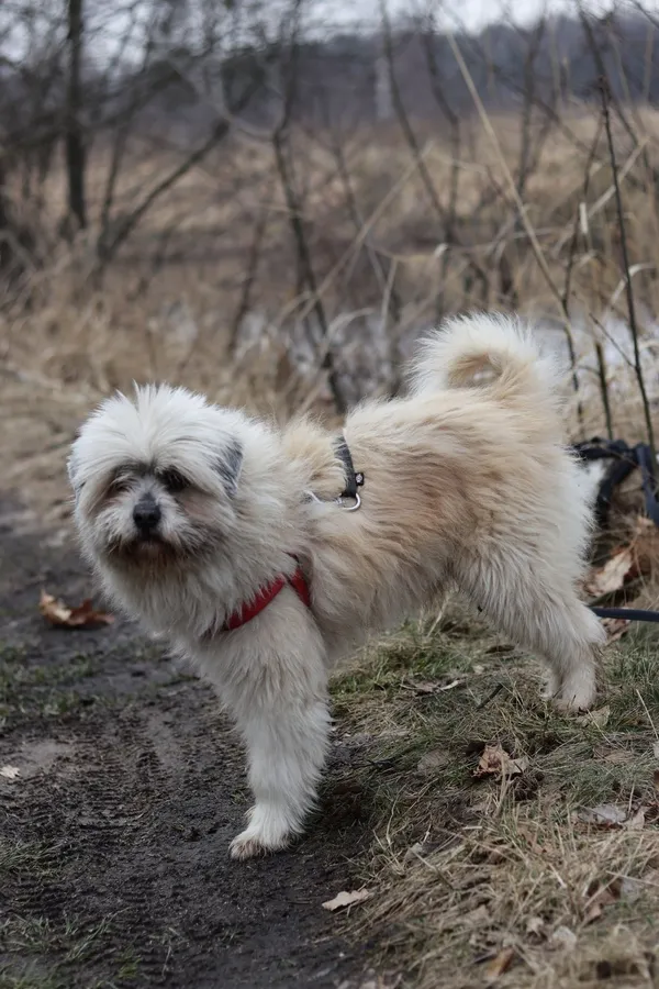 Pies do adopcji, Dłużyna Górna, 3 marca 2025 (5/5)
