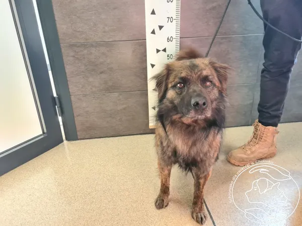 Znaleziono psa, Chełmek, 3 marca 2025