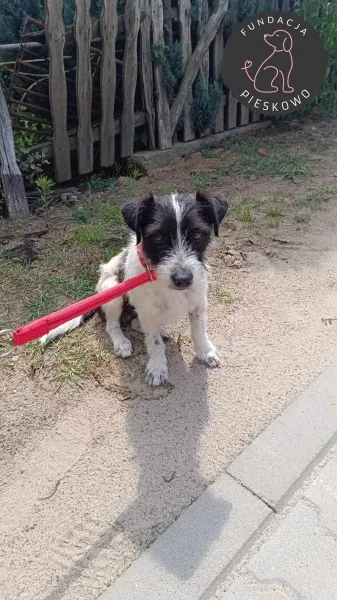 Pies do adopcji, Wolsztyn, 3 marca 2025