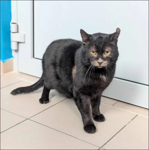 Znaleziono kota, Grudziądz, 3 marca 2025