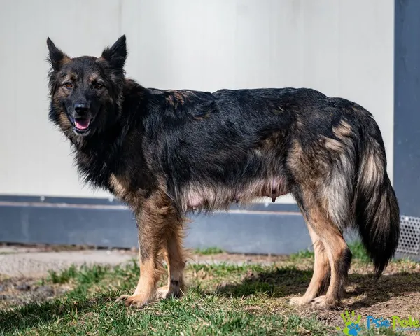 Pies do adopcji, Racławice, 24 lutego 2025 (1/5)