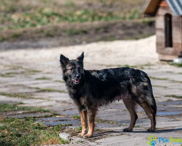 Pies do adopcji, Racławice, 24 lutego 2025 (2/5)