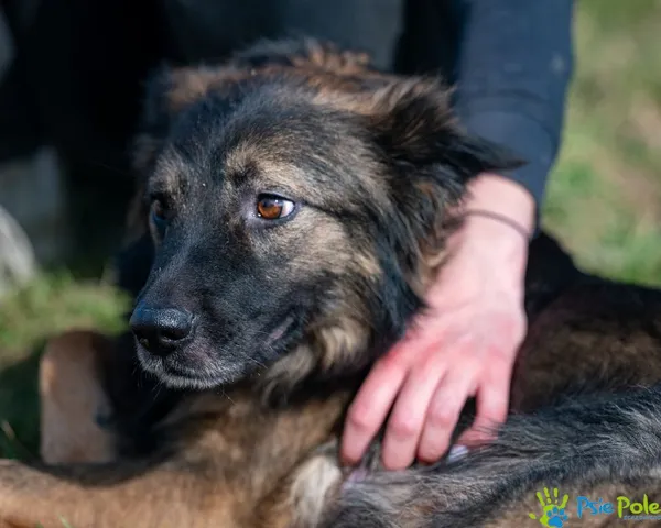 Pies do adopcji, Racławice, 24 lutego 2025 (4/5)