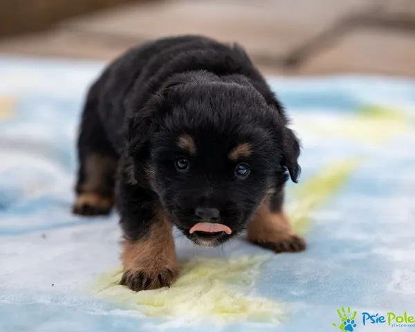 Pies do adopcji, Racławice, 24 lutego 2025 (5/5)