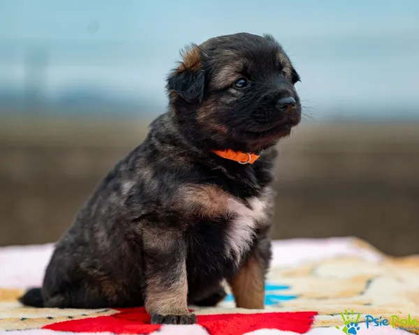 Pies do adopcji, Racławice, 24 lutego 2025 (2/5)