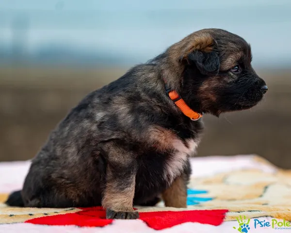 Pies do adopcji, Racławice, 24 lutego 2025 (3/5)