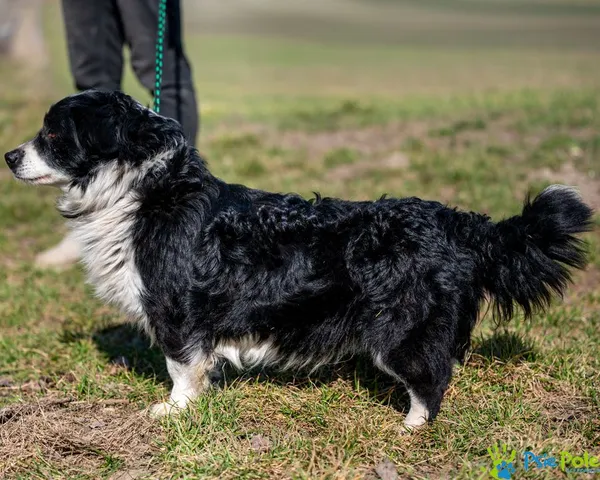 Pies do adopcji, Racławice, 28 lutego 2025 (1/5)