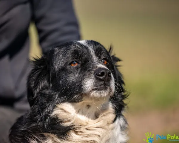 Pies do adopcji, Racławice, 28 lutego 2025 (2/5)