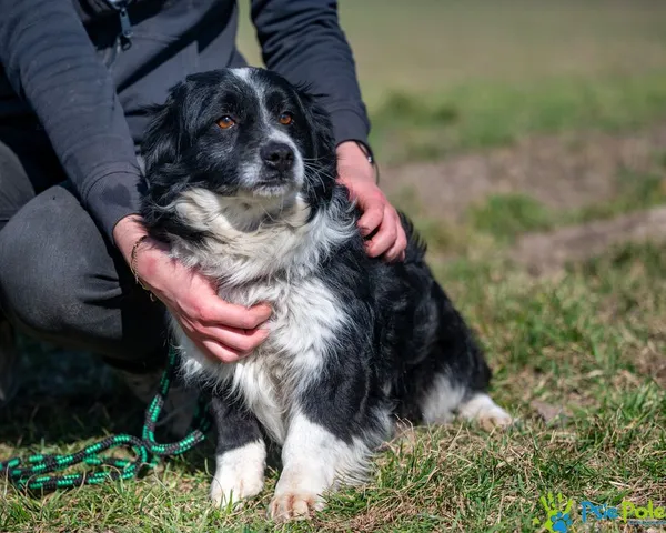 Pies do adopcji, Racławice, 28 lutego 2025 (3/5)