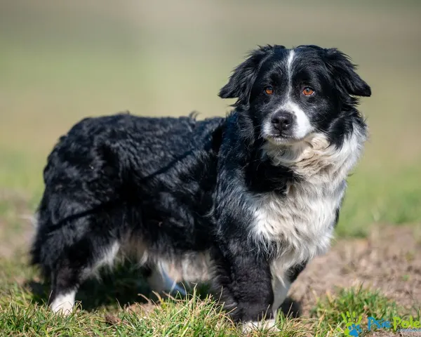 Pies do adopcji, Racławice, 28 lutego 2025 (4/5)