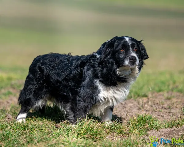 Pies do adopcji, Racławice, 28 lutego 2025 (5/5)