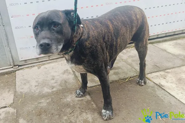 Pies do adopcji, Racławice, 1 marca 2025 (1/5)