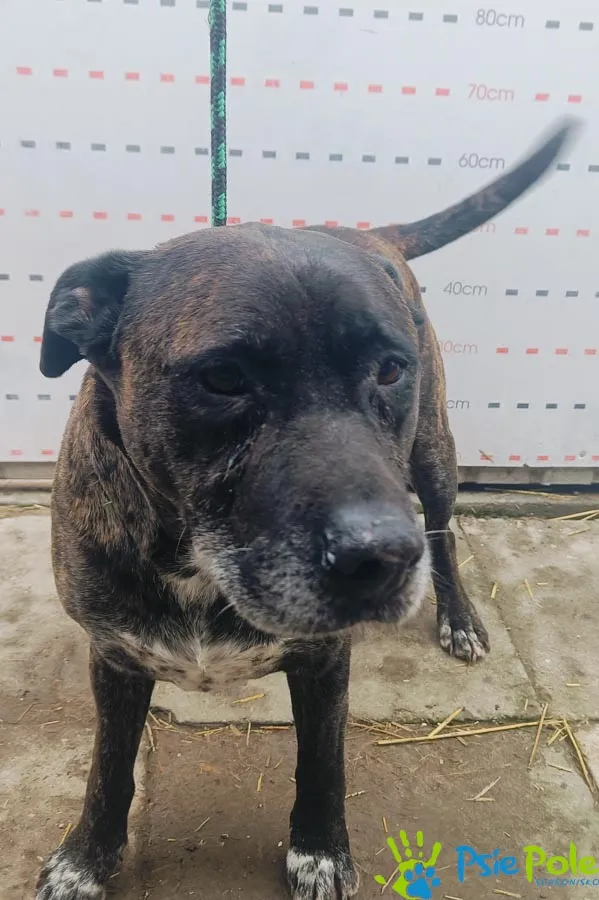 Pies do adopcji, Racławice, 1 marca 2025 (2/5)