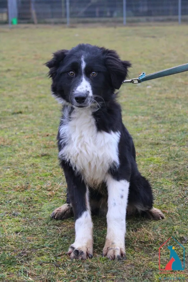 Pies do adopcji, Grudziądz, 25 lutego 2025