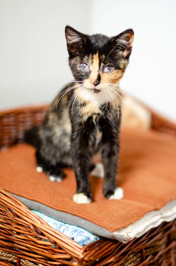 Oddam kota, Sopot, 4 marca 2025 (1/5)