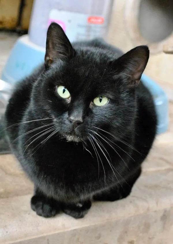 Kot do adopcji, Gdańsk, 3 marca 2025