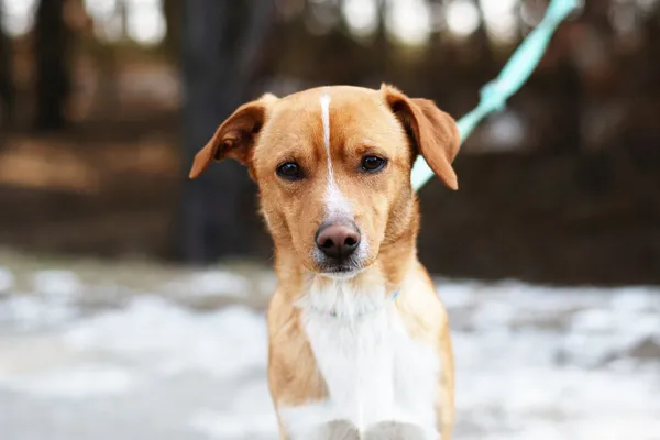 Pies do adopcji, Nowodwór, 3 marca 2025 (1/5)