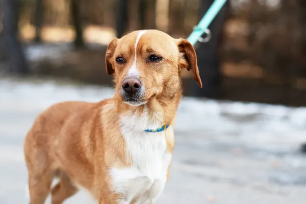 Pies do adopcji, Nowodwór, 3 marca 2025 (3/5)