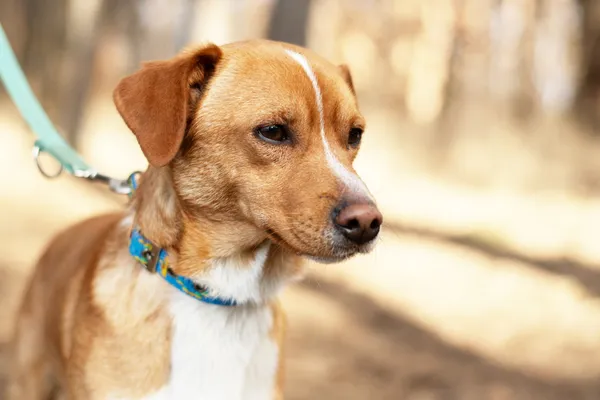 Pies do adopcji, Nowodwór, 3 marca 2025 (4/5)