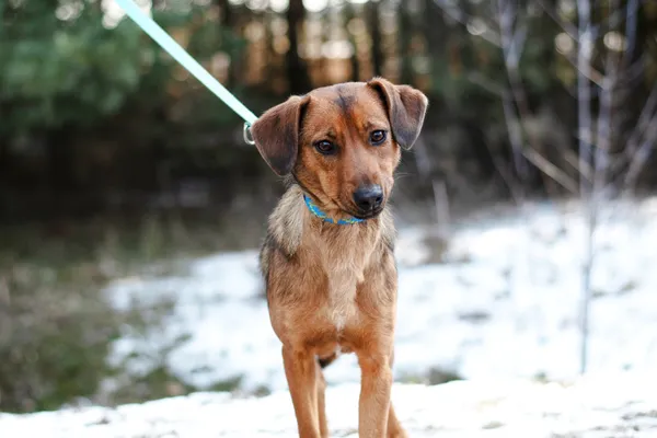 Pies do adopcji, Nowodwór, 3 marca 2025 (2/5)