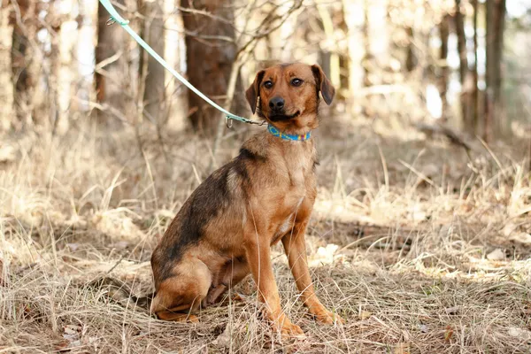 Pies do adopcji, Nowodwór, 3 marca 2025 (3/5)