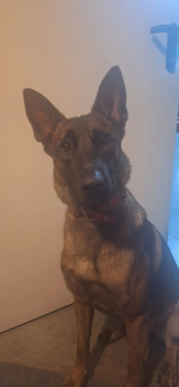 Zaginął pies, Ciechanów, 4 marca 2025 (1/2)