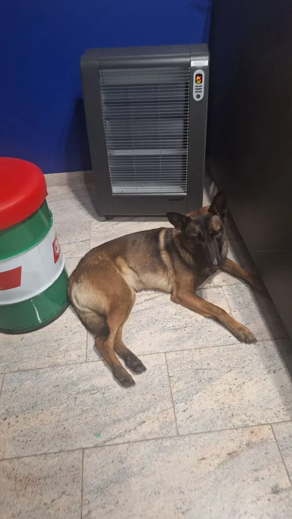 Zaginął pies, Ciechanów, 4 marca 2025 (2/2)