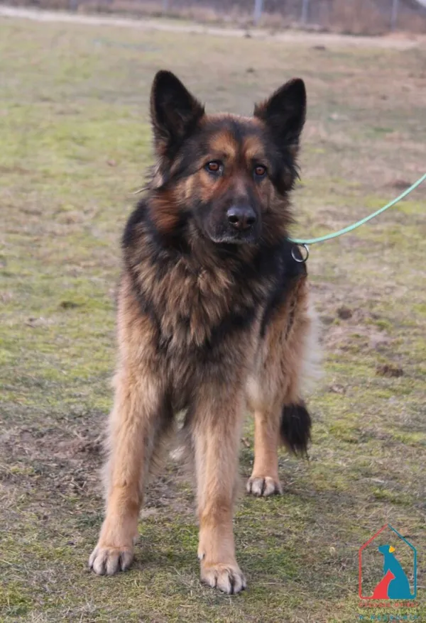 Pies do adopcji, Grudziądz, 20 lutego 2025