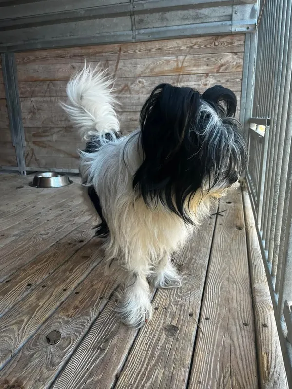 Pies do adopcji, Orzechowce, 3 marca 2025 (4/4)