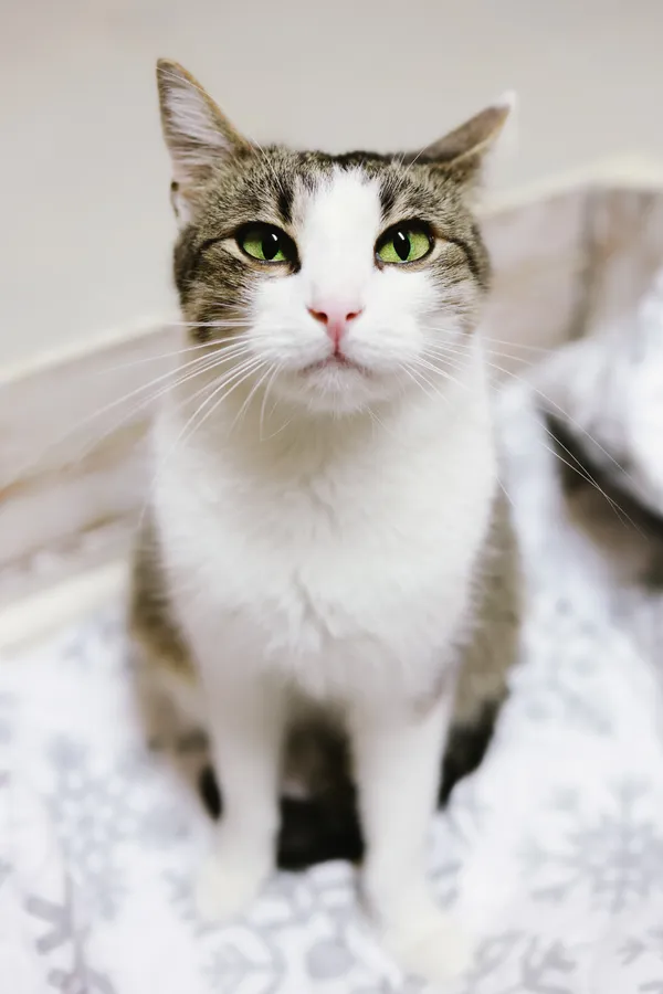 Kot do adopcji, Sosnowiec, 1 lipca 2024 (2/5)