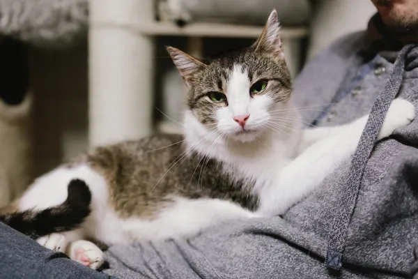 Kot do adopcji, Sosnowiec, 1 lipca 2024 (4/5)