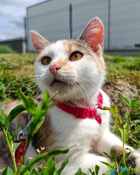 Znaleziono kota, Racławice, 3 marca 2025 (3/5)